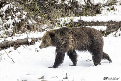 Grizzly Jam in Pelican Valley YNP 2025